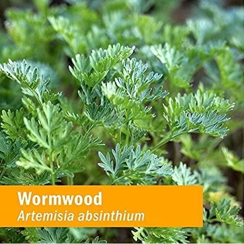 Wormwood
